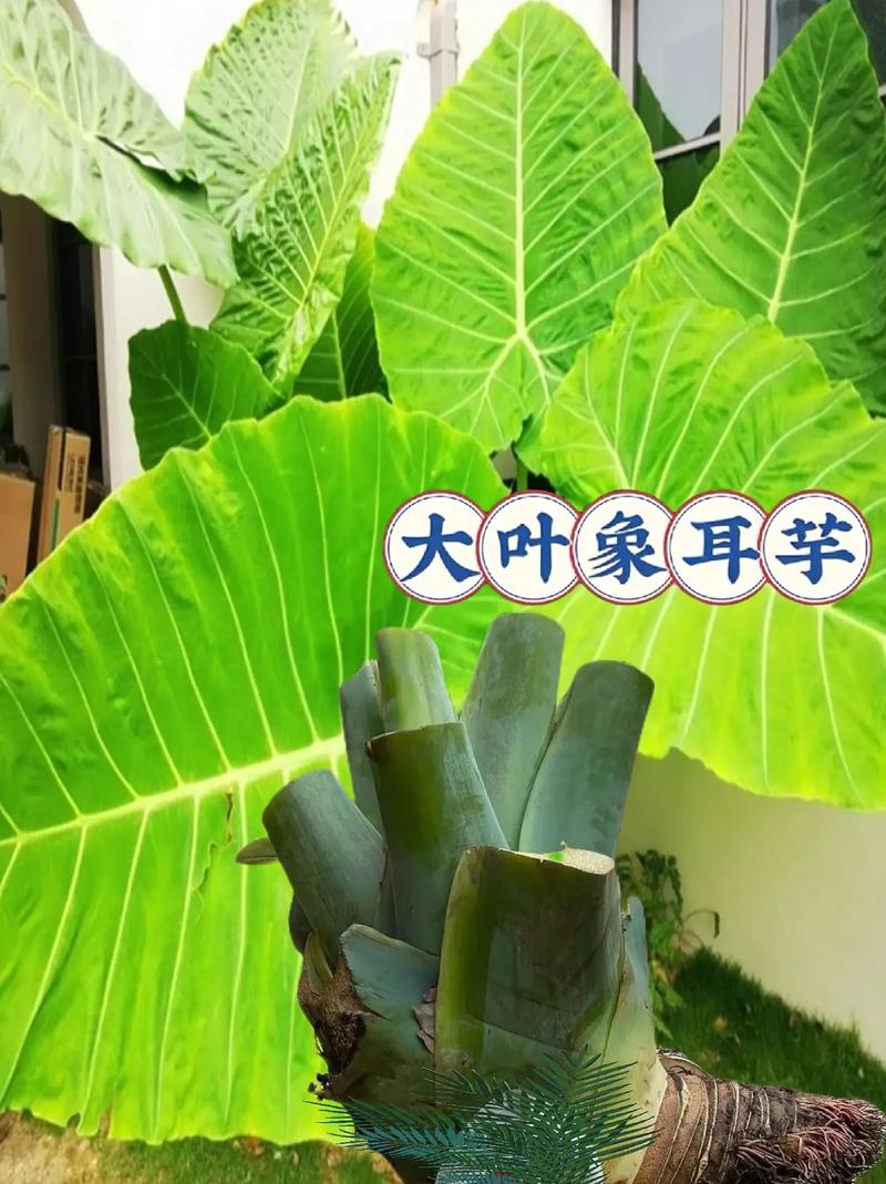 芋头的养殖方法，芋头的养殖方法视频？-第4张图片-优品飞百科