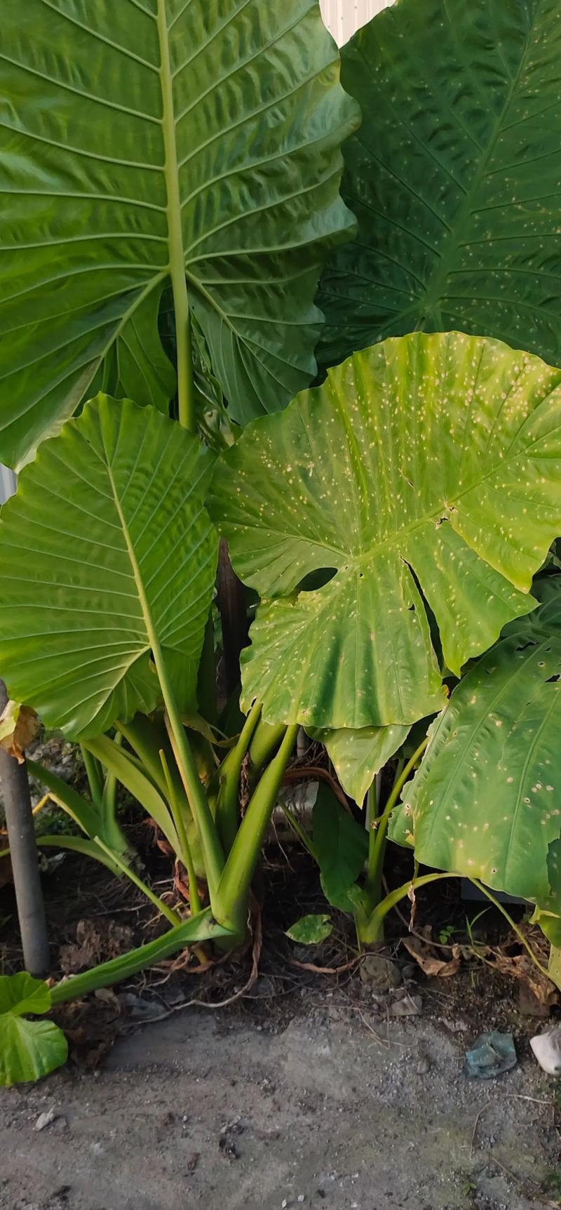 芋头的养殖方法，芋头的养殖方法视频？-第5张图片-优品飞百科