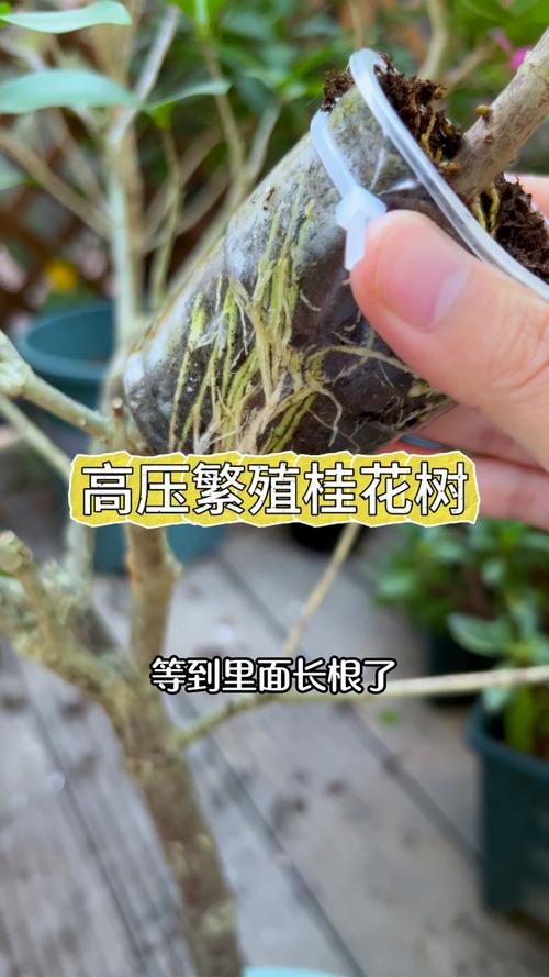 桂花如何繁殖？桂花树怎样繁殖？