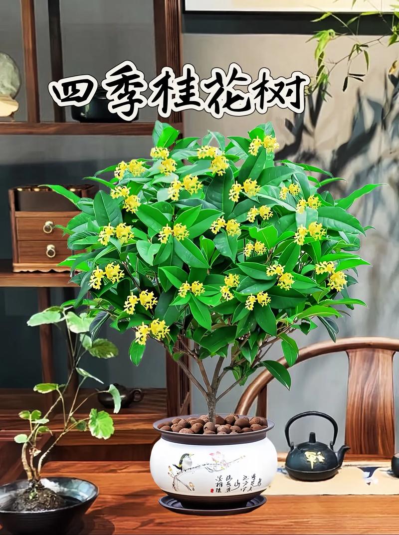 桂花如何繁殖？桂花树怎样繁殖？-第2张图片-优品飞百科