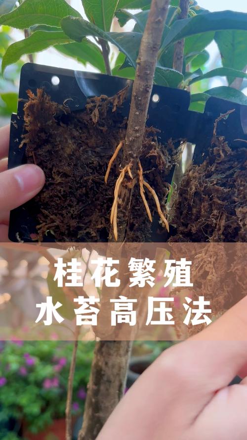 桂花如何繁殖？桂花树怎样繁殖？-第3张图片-优品飞百科