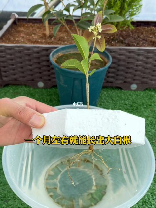 桂花如何繁殖？桂花树怎样繁殖？-第4张图片-优品飞百科