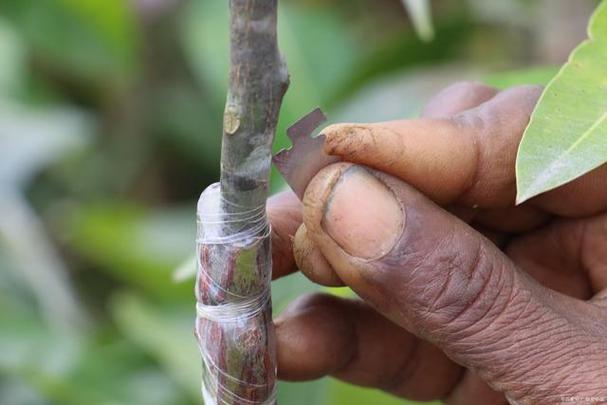 桂花如何繁殖？桂花树怎样繁殖？-第5张图片-优品飞百科