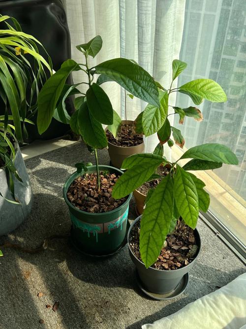 牛油果换盆以后焉了怎么办？牛油果盆栽叶子下垂？