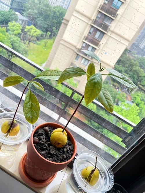 牛油果换盆以后焉了怎么办？牛油果盆栽叶子下垂？-第2张图片-优品飞百科