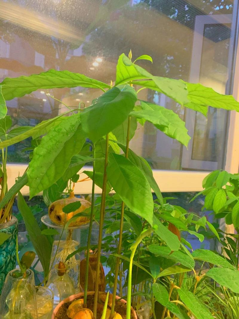 牛油果换盆以后焉了怎么办？牛油果盆栽叶子下垂？-第3张图片-优品飞百科