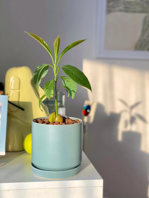 牛油果换盆以后焉了怎么办？牛油果盆栽叶子下垂？-第4张图片-优品飞百科