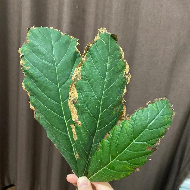 牛油果换盆以后焉了怎么办？牛油果盆栽叶子下垂？-第5张图片-优品飞百科