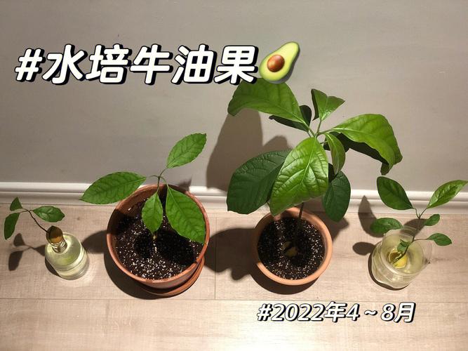 牛油果换盆以后焉了怎么办？牛油果盆栽叶子下垂？-第6张图片-优品飞百科
