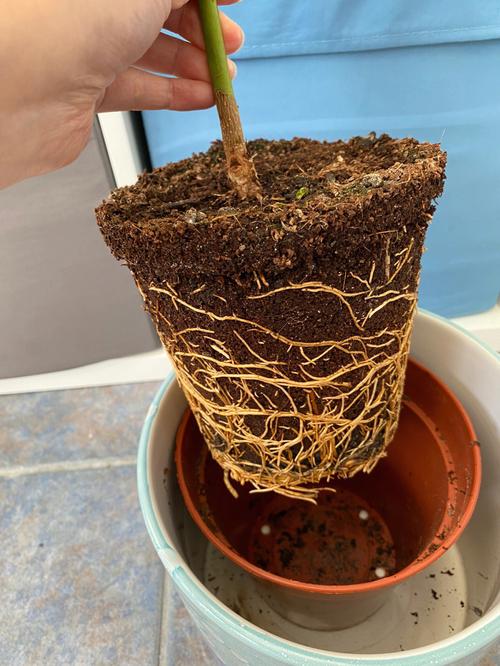 牛油果换盆以后焉了怎么办？牛油果盆栽叶子下垂？-第7张图片-优品飞百科