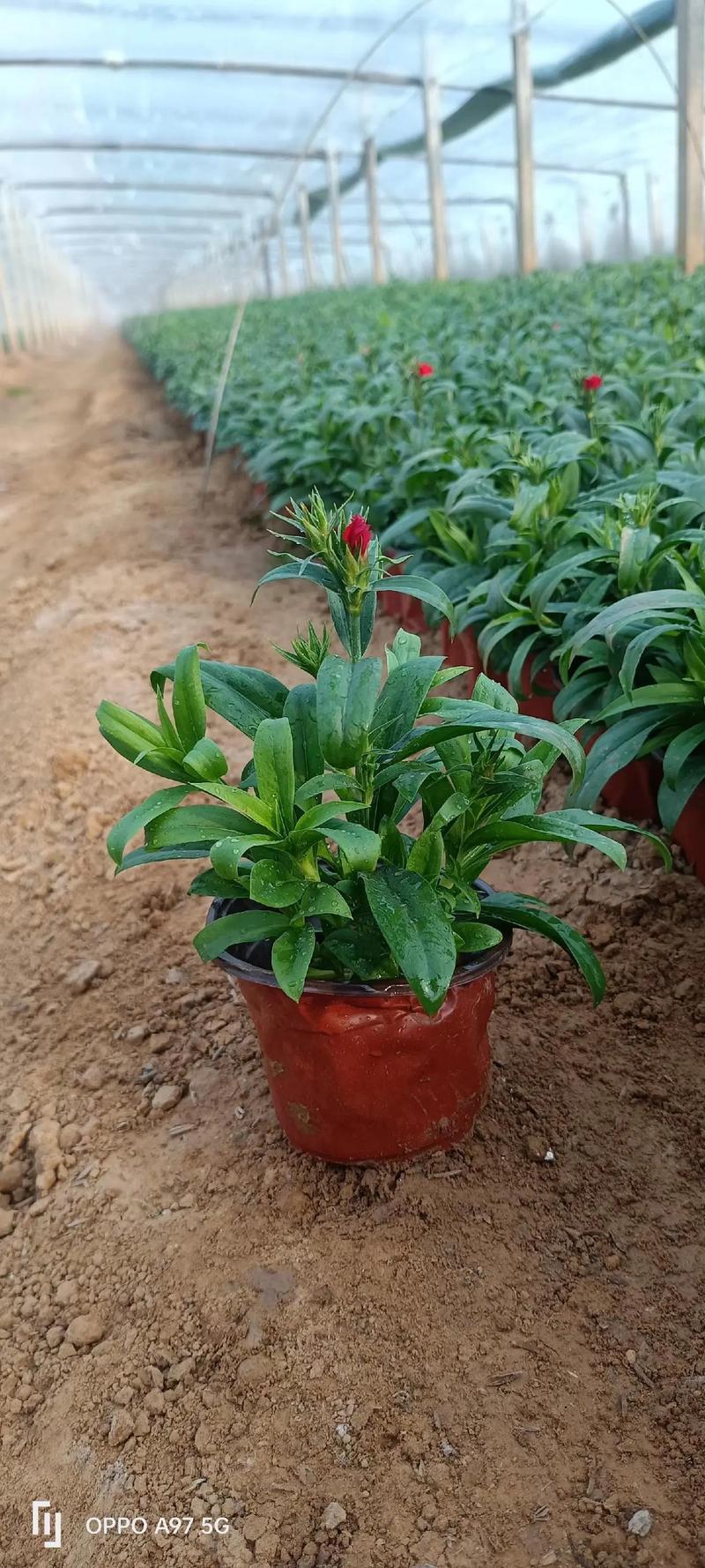 石竹种植时间？石竹种植时间和方法？