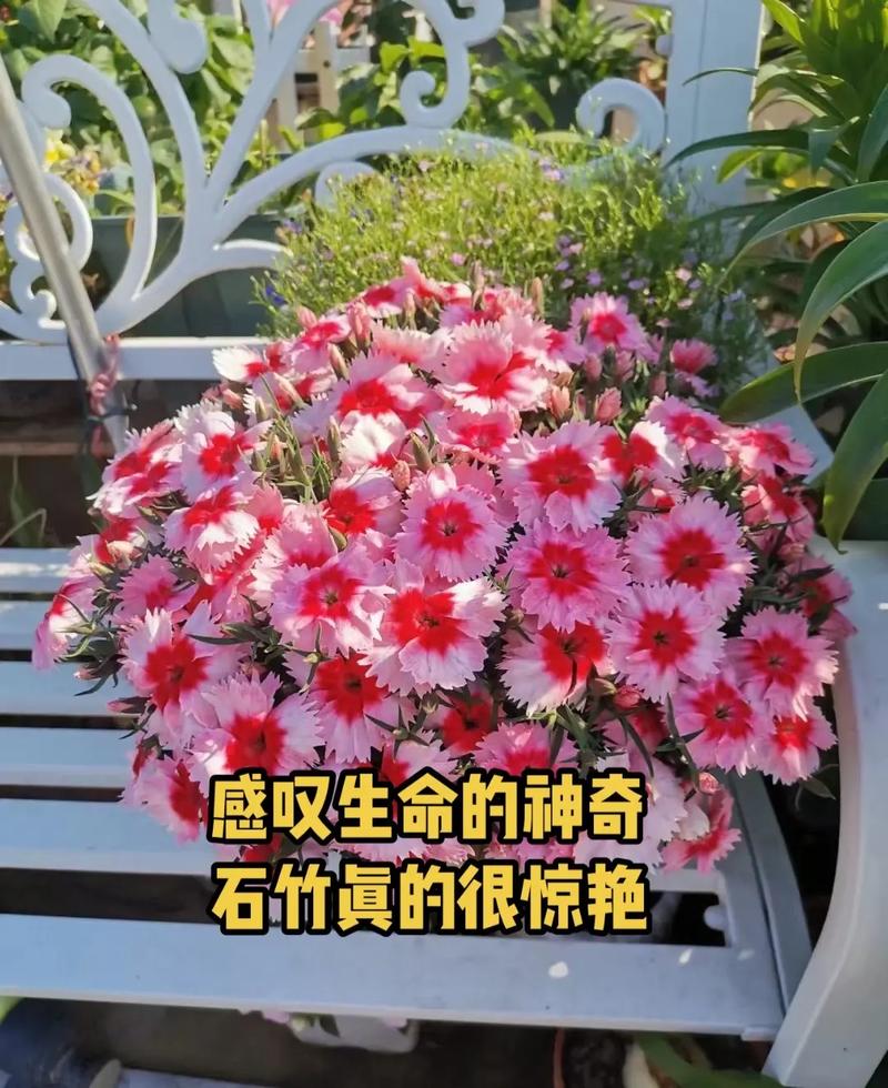 石竹种植时间？石竹种植时间和方法？-第3张图片-优品飞百科