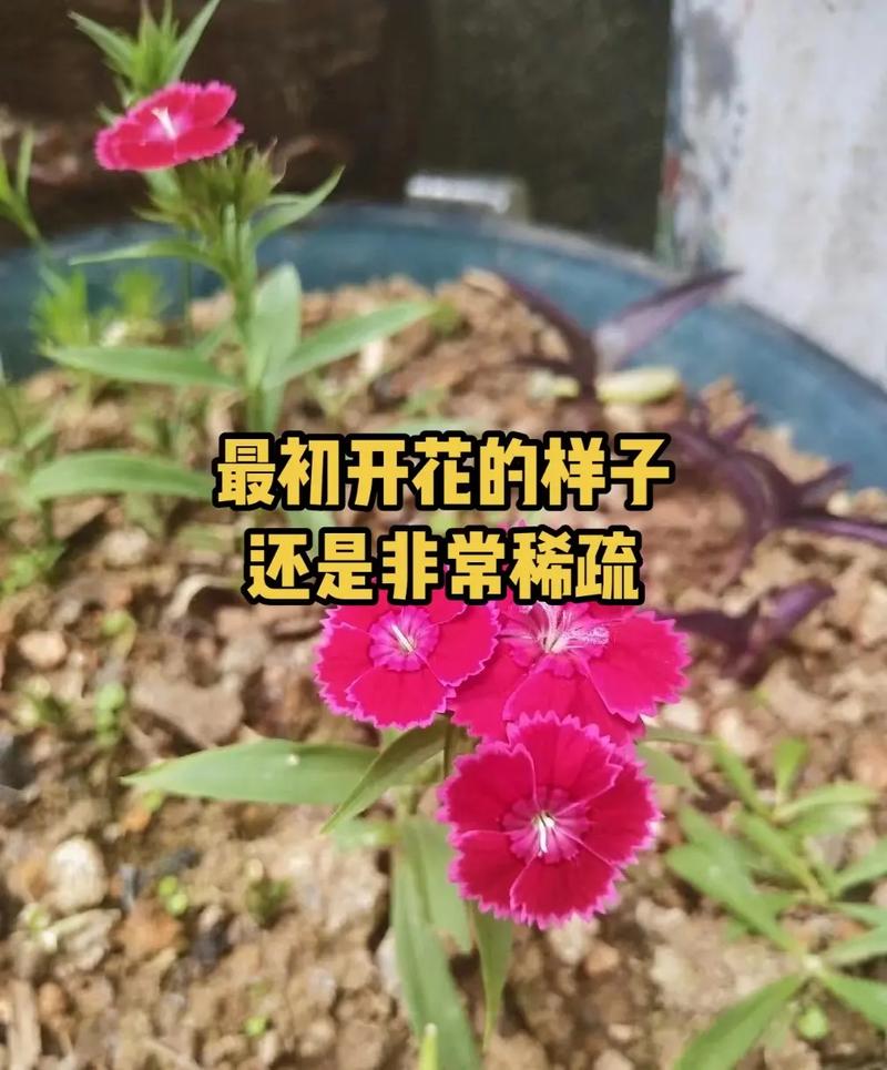 石竹种植时间？石竹种植时间和方法？-第4张图片-优品飞百科
