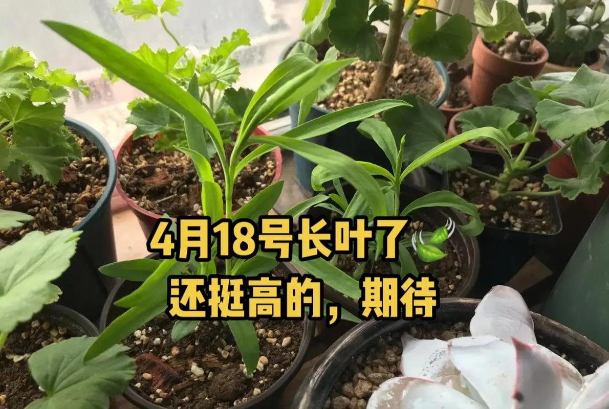 石竹种植时间？石竹种植时间和方法？-第5张图片-优品飞百科