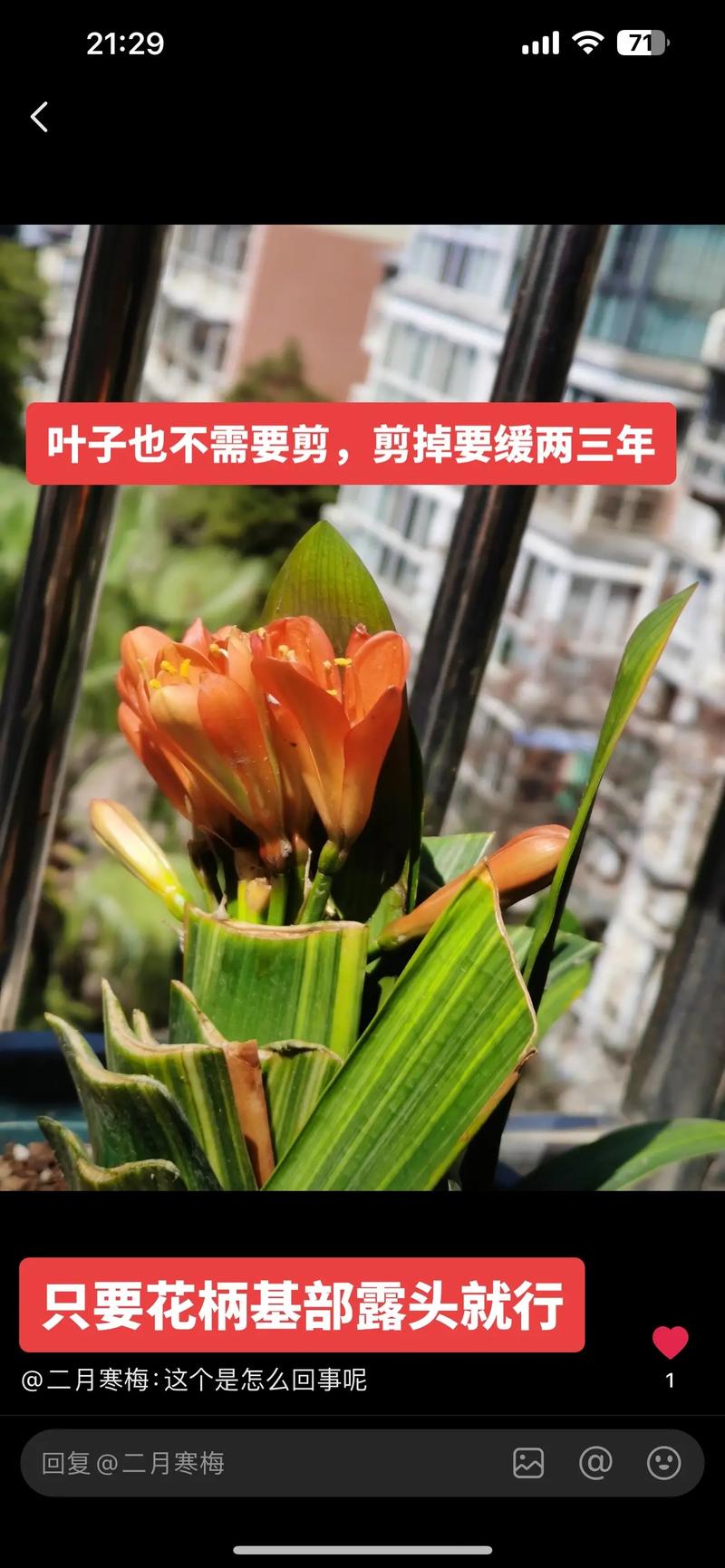 怎样防止君子兰夹箭，怎样防止君子兰夹箭的发芽？