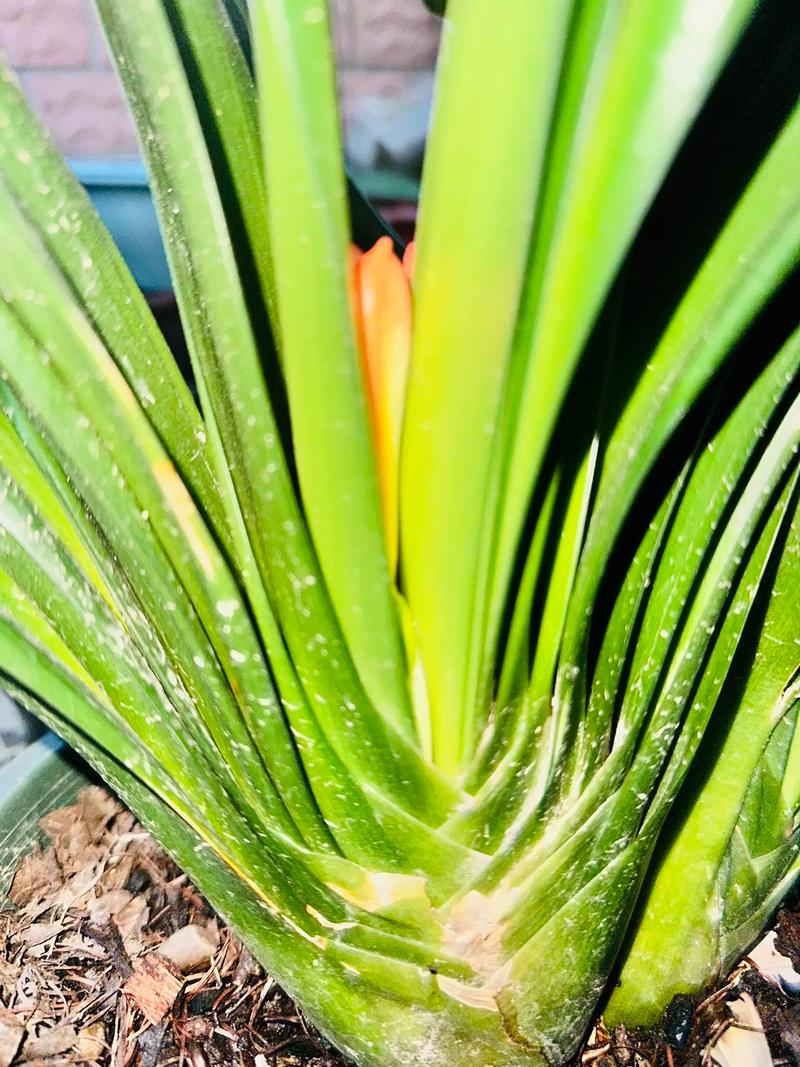 怎样防止君子兰夹箭，怎样防止君子兰夹箭的发芽？-第2张图片-优品飞百科