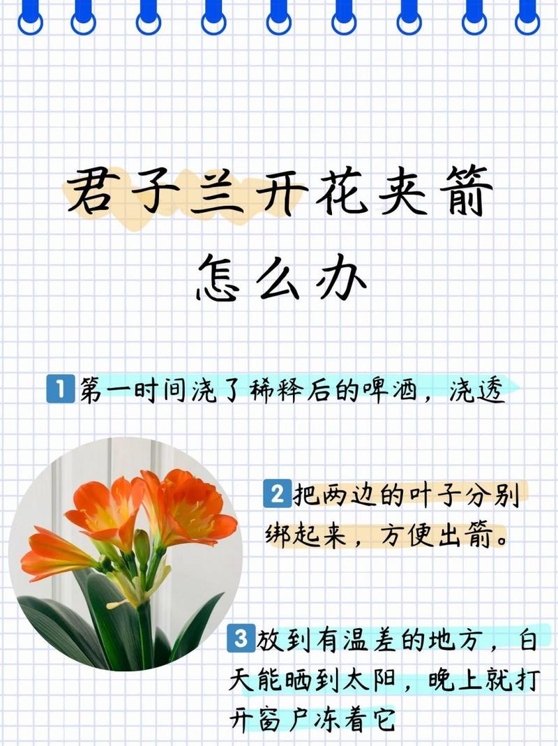 怎样防止君子兰夹箭，怎样防止君子兰夹箭的发芽？-第3张图片-优品飞百科