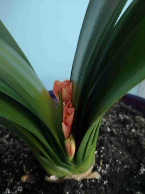 怎样防止君子兰夹箭，怎样防止君子兰夹箭的发芽？-第4张图片-优品飞百科