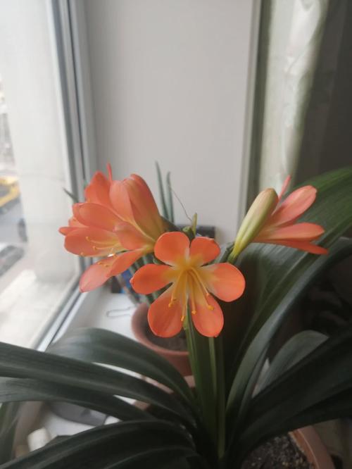 怎样防止君子兰夹箭，怎样防止君子兰夹箭的发芽？-第5张图片-优品飞百科