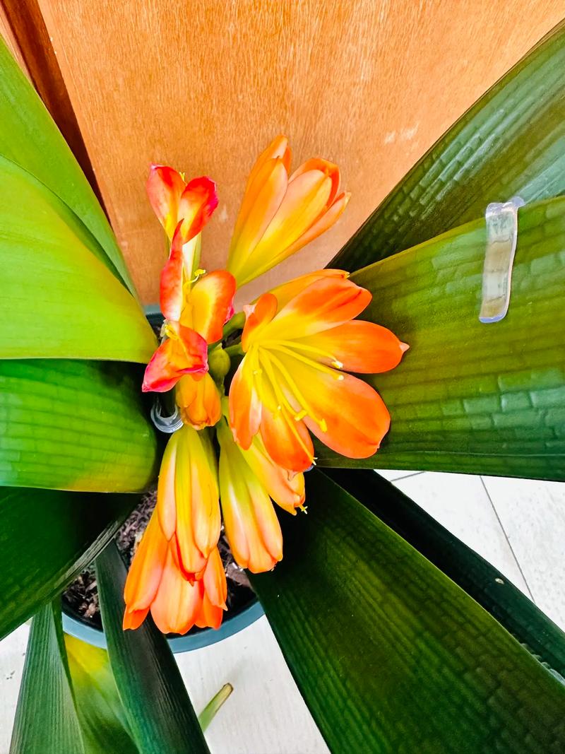 怎样防止君子兰夹箭，怎样防止君子兰夹箭的发芽？-第7张图片-优品飞百科