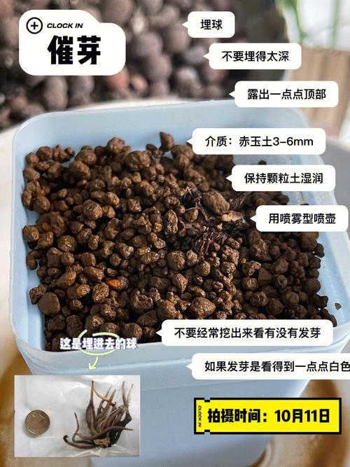 花毛茛种球几天发芽，花毛茛的球根怎么种？