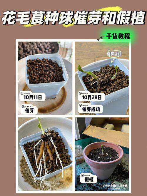 花毛茛种球几天发芽，花毛茛的球根怎么种？-第2张图片-优品飞百科