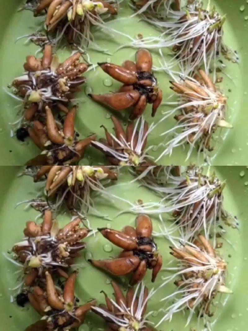 花毛茛种球几天发芽，花毛茛的球根怎么种？-第3张图片-优品飞百科