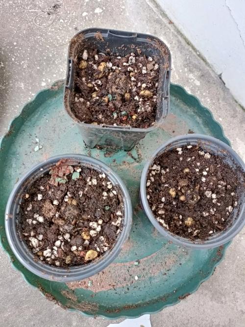 花毛茛种球几天发芽，花毛茛的球根怎么种？-第4张图片-优品飞百科