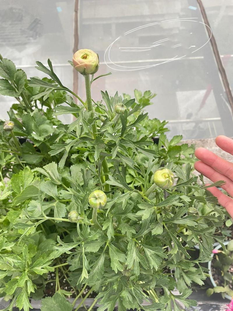 花毛茛种球几天发芽，花毛茛的球根怎么种？-第5张图片-优品飞百科