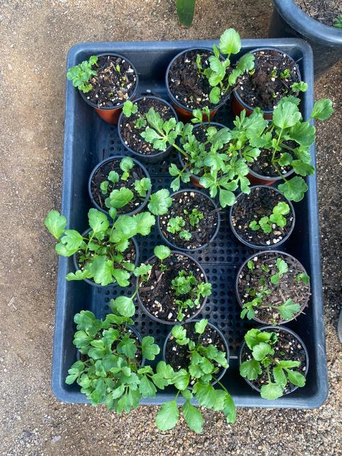 花毛茛种球几天发芽，花毛茛的球根怎么种？-第6张图片-优品飞百科