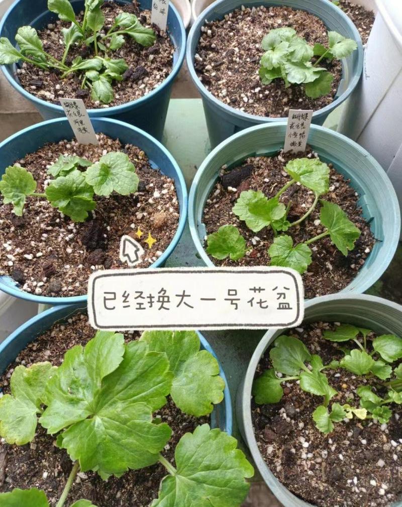 花毛茛种球几天发芽，花毛茛的球根怎么种？-第7张图片-优品飞百科