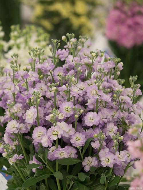 樱花树怎么养，樱花树怎么养才长得好？