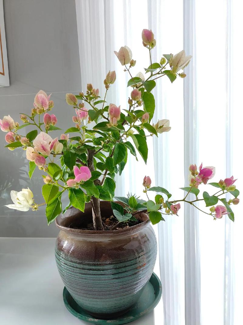 樱花树怎么养，樱花树怎么养才长得好？-第2张图片-优品飞百科