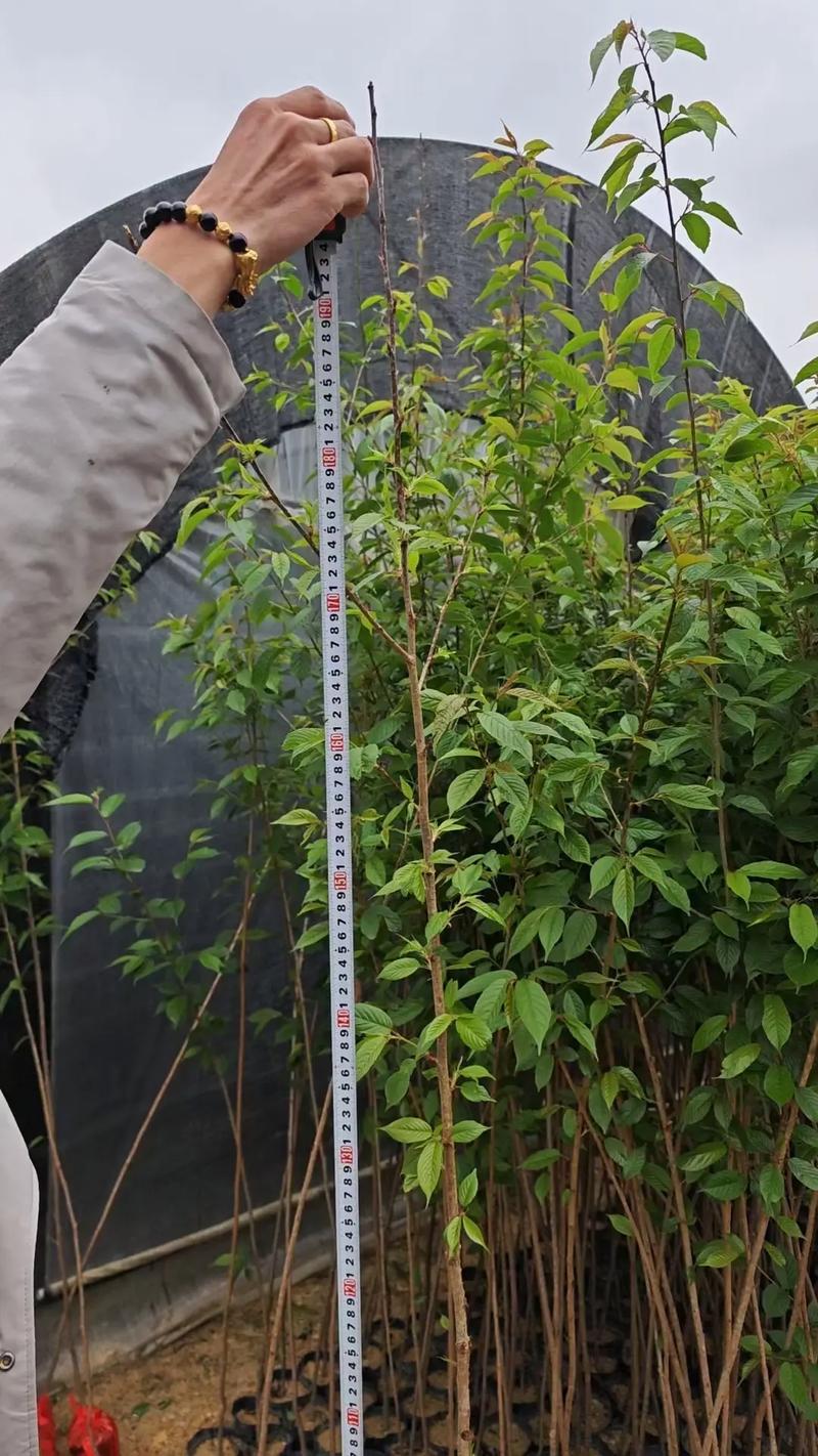 樱花树怎么养，樱花树怎么养才长得好？-第3张图片-优品飞百科