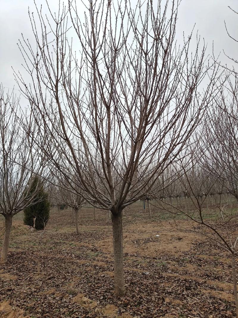 樱花树怎么养，樱花树怎么养才长得好？-第4张图片-优品飞百科