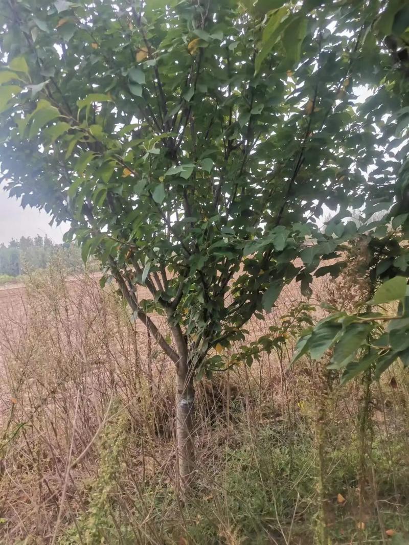 樱花树怎么养，樱花树怎么养才长得好？-第5张图片-优品飞百科