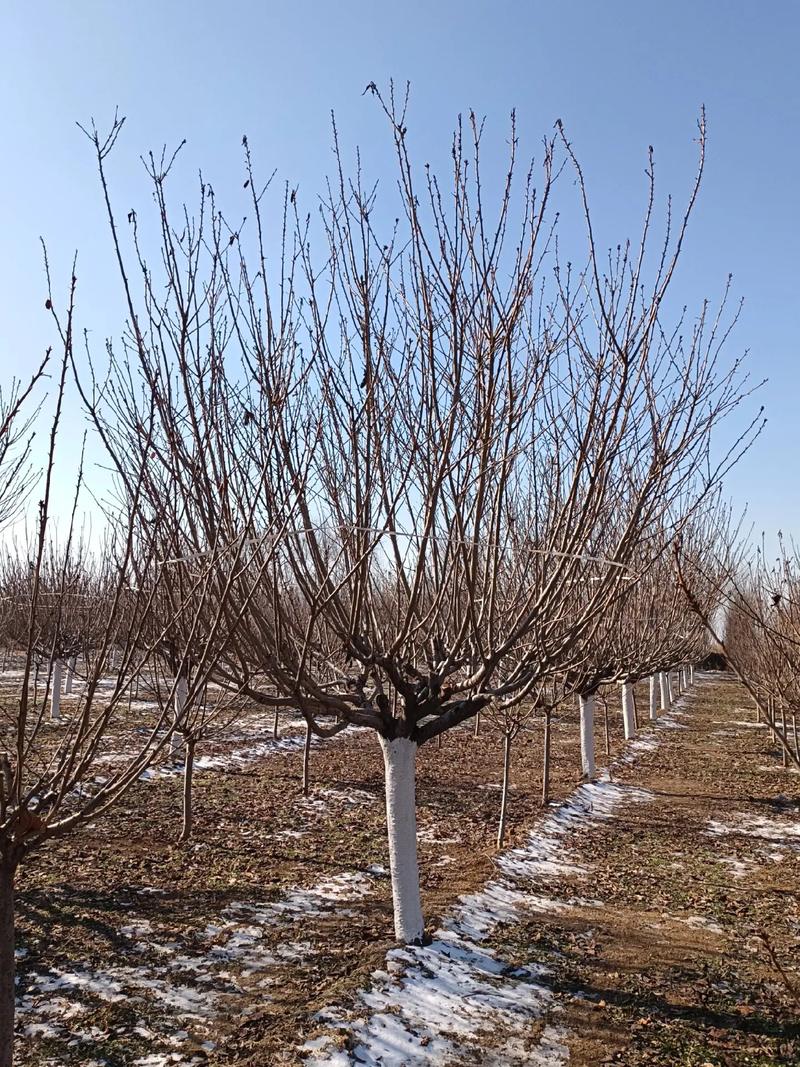 樱花树怎么养，樱花树怎么养才长得好？-第6张图片-优品飞百科