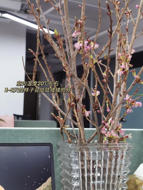 樱花树怎么养，樱花树怎么养才长得好？-第7张图片-优品飞百科