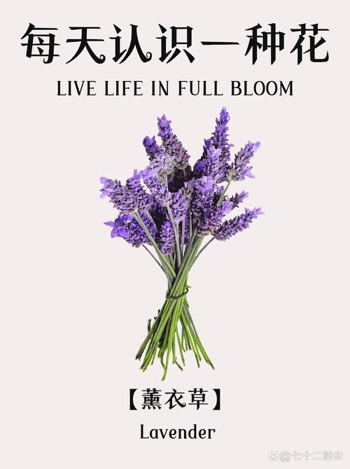 薰衣草怎么养比较好？薰衣草的养法？