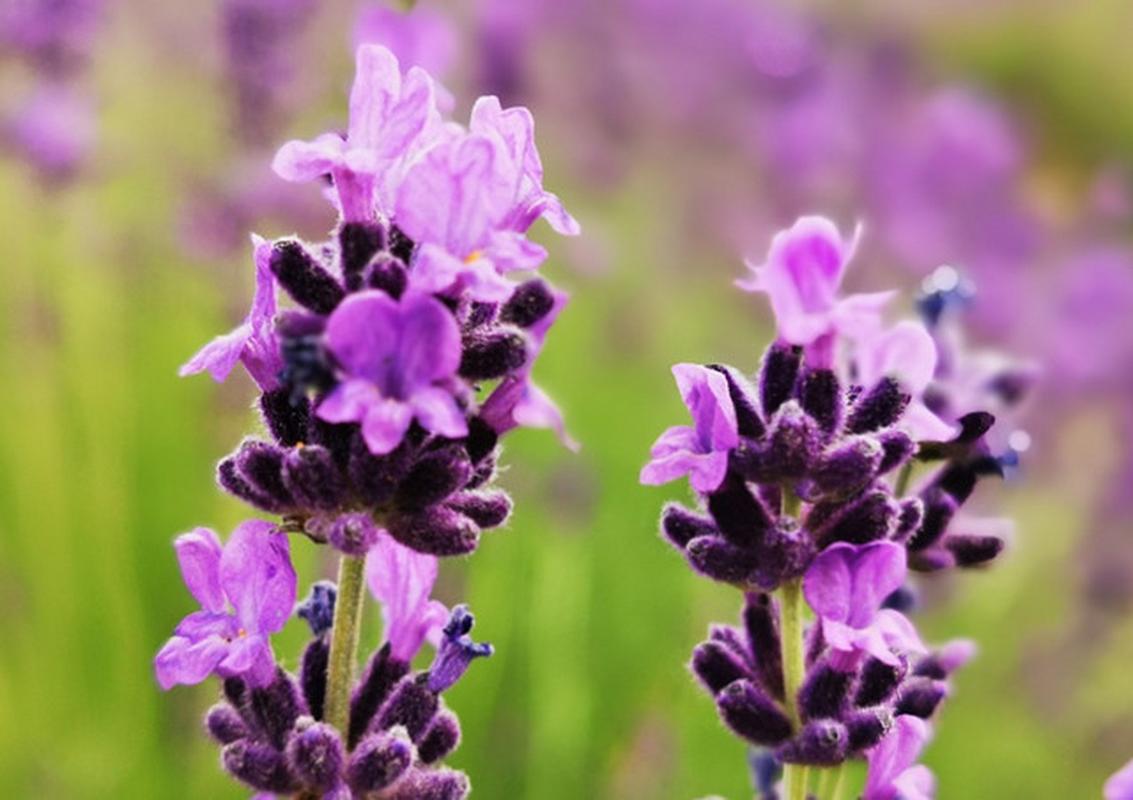 薰衣草怎么养比较好?薰衣草的养法?-第2张图片-优品飞百科 薰衣草怎么养比较好?薰衣草的养法?-第2张图片-优品飞百科