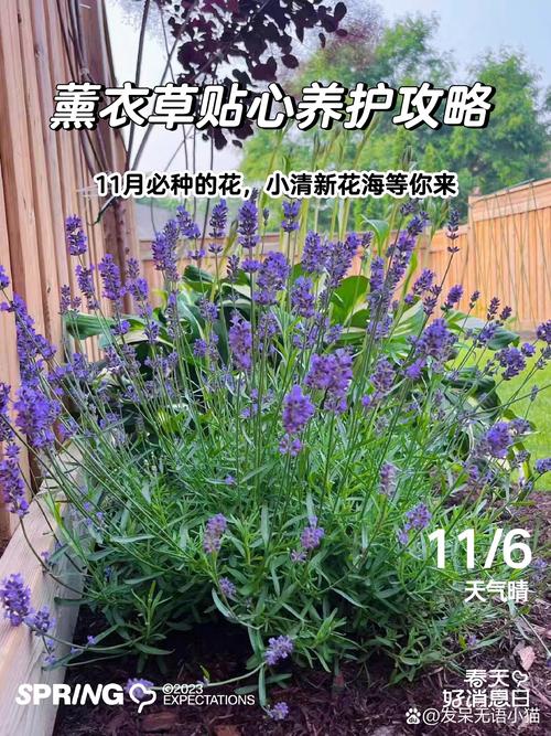 薰衣草怎么养比较好?薰衣草的养法?-第3张图片-优品飞百科 薰衣草怎么养比较好?薰衣草的养法?-第3张图片-优品飞百科