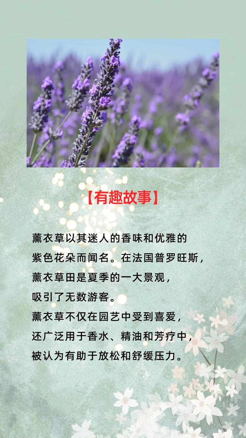 薰衣草怎么养比较好?薰衣草的养法?-第4张图片-优品飞百科 薰衣草怎么养比较好?薰衣草的养法?-第4张图片-优品飞百科
