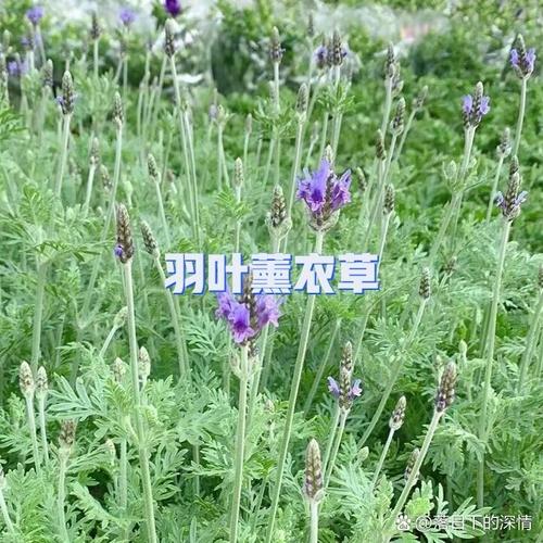 薰衣草怎么养比较好?薰衣草的养法?-第5张图片-优品飞百科 薰衣草怎么养比较好?薰衣草的养法?-第5张图片-优品飞百科
