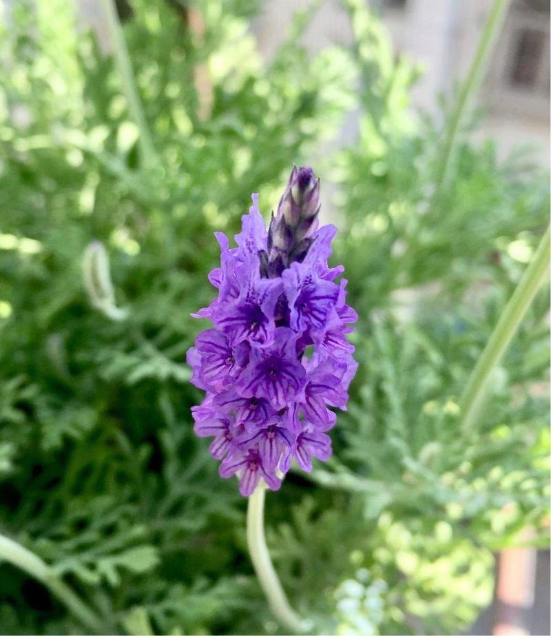 薰衣草怎么养比较好?薰衣草的养法?-第7张图片-优品飞百科 薰衣草怎么养比较好?薰衣草的养法?-第7张图片-优品飞百科