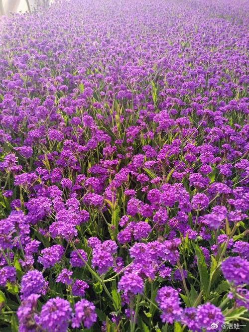 薰衣草怎么养比较好?薰衣草的养法?-第8张图片-优品飞百科 薰衣草怎么养比较好?薰衣草的养法?-第8张图片-优品飞百科