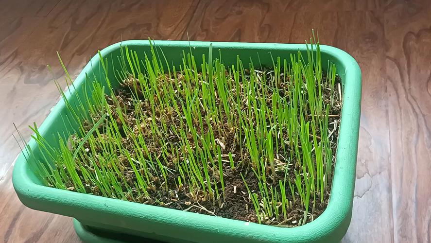 韭菜种子几天发芽，韭菜种子几天发芽视频？