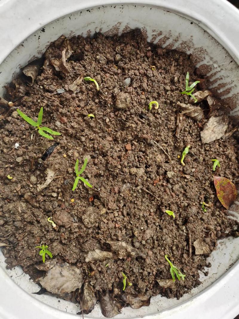 韭菜种子几天发芽，韭菜种子几天发芽视频？-第2张图片-优品飞百科