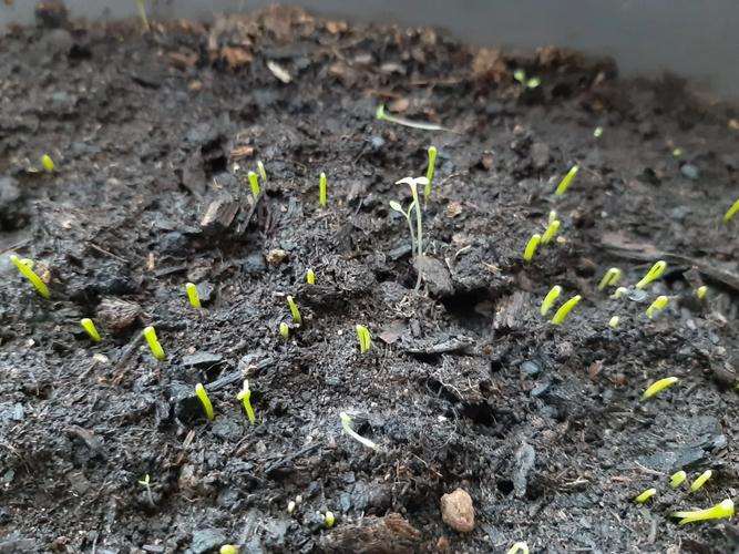 韭菜种子几天发芽，韭菜种子几天发芽视频？-第4张图片-优品飞百科