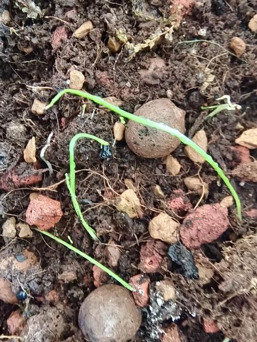 韭菜种子几天发芽，韭菜种子几天发芽视频？-第5张图片-优品飞百科