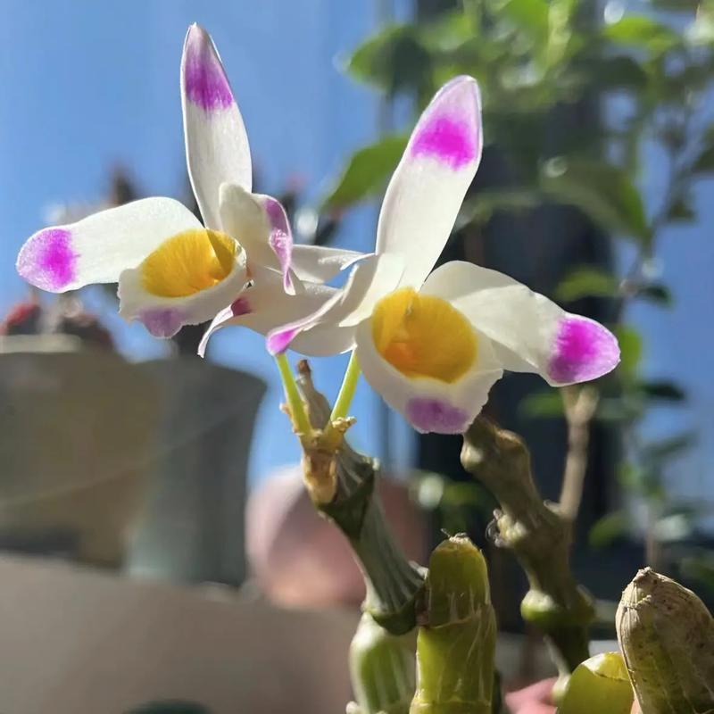 肿节石斛的养殖方法，肿结石斛图